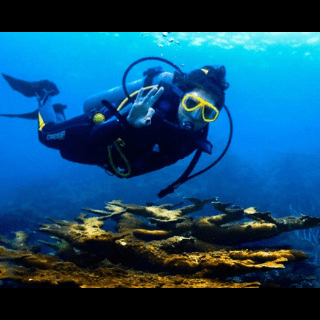 padi project aware Poseidon Dive Center PADI