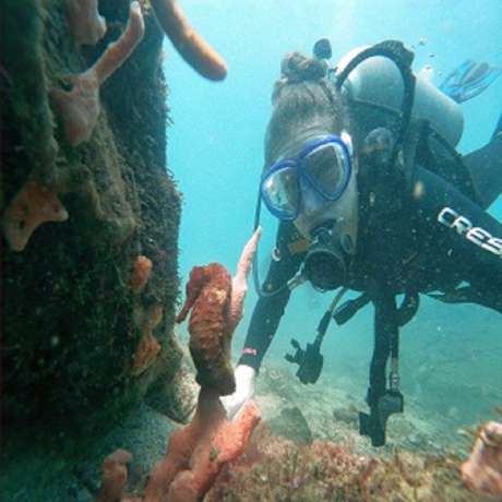 diving-tayrona-park-bucear-parque-tayrona-fun-dive diving-tayrona-park-bucear-parque-tayrona-fun-dive